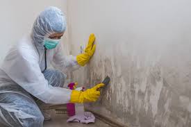 Best Mold Damage Restoration  in Eatonville, FL